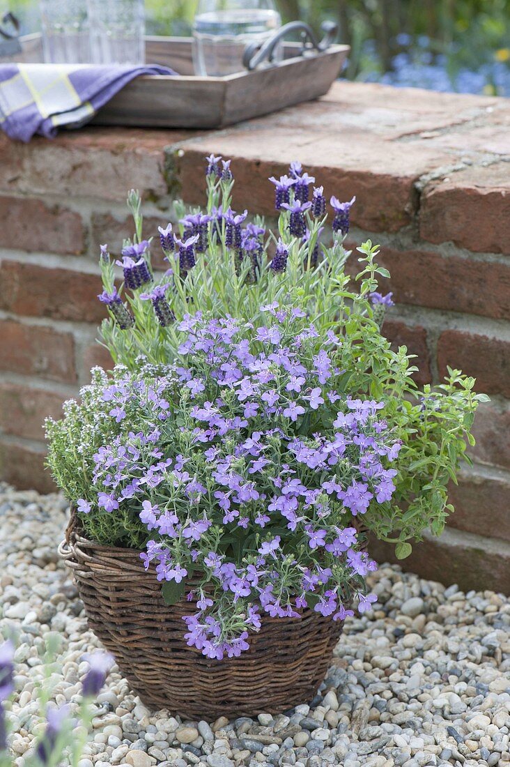 Kräuter auf Kiesterrasse an Gartenmauer