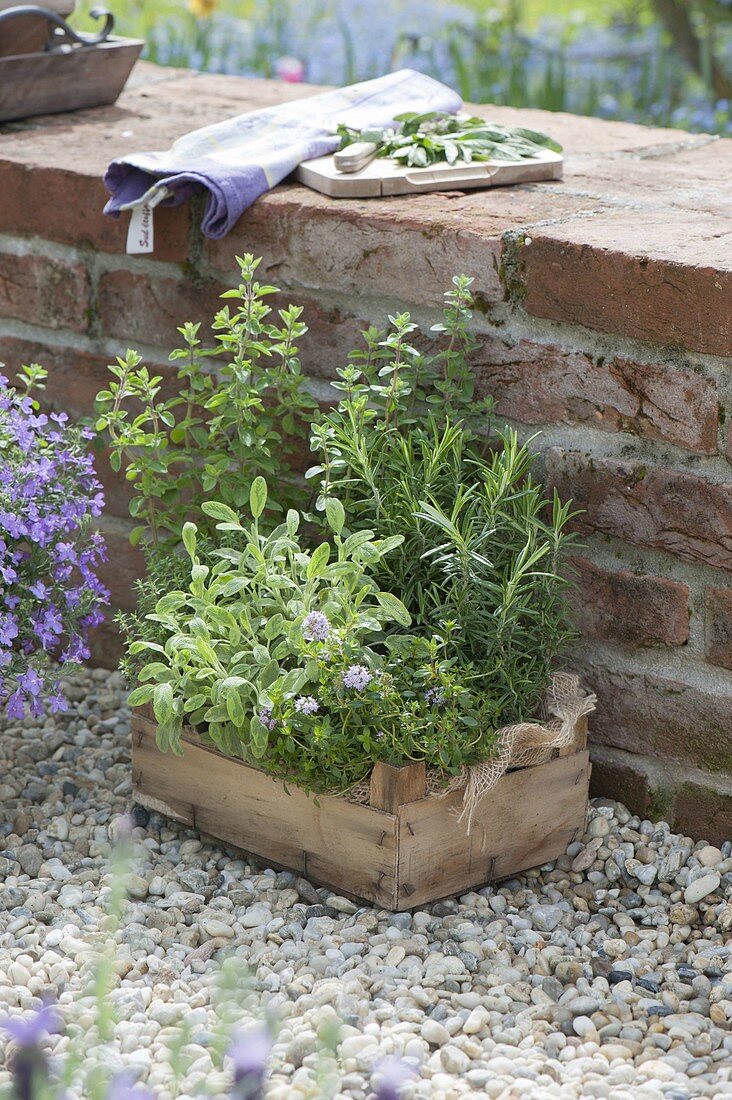 Kräuter auf Kiesterrasse an Gartenmauer