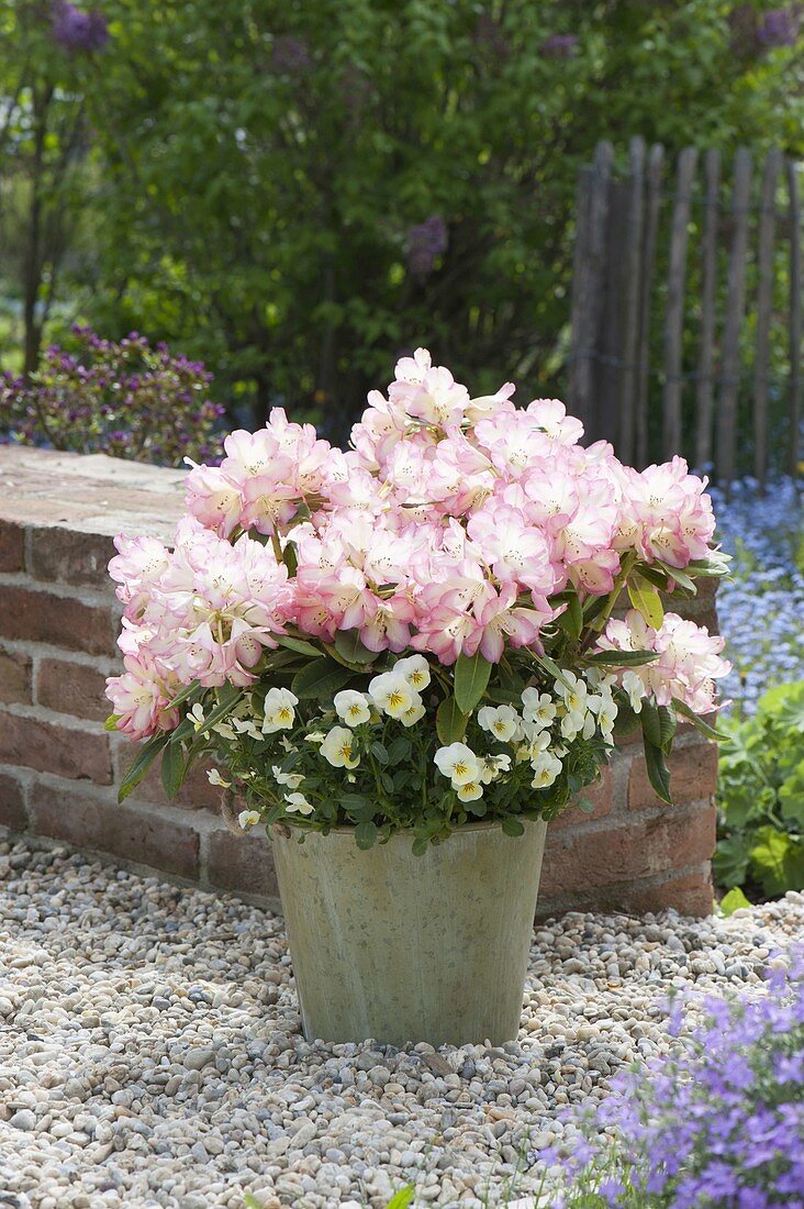 Rhododendron 'Rimini' (Alpenrose) mit Viola cornuta (Hornveilchen)