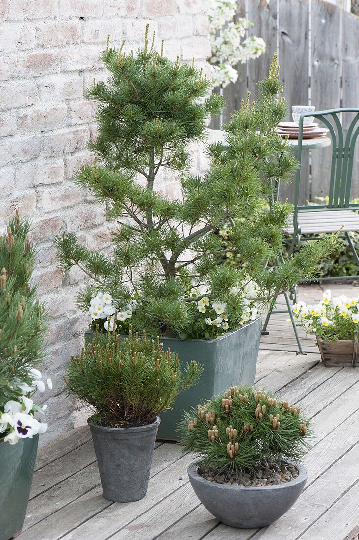 Pinus parviflora 'Negishi' with Viola cornuta