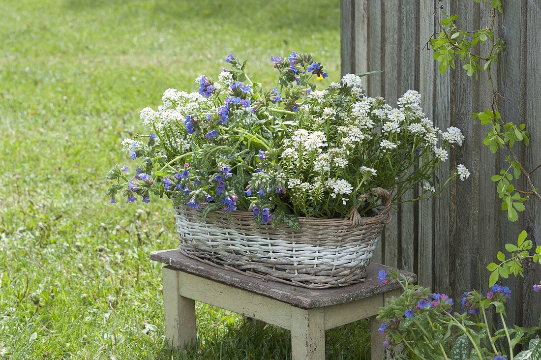 Basket with Iberis 'Candy Ice'