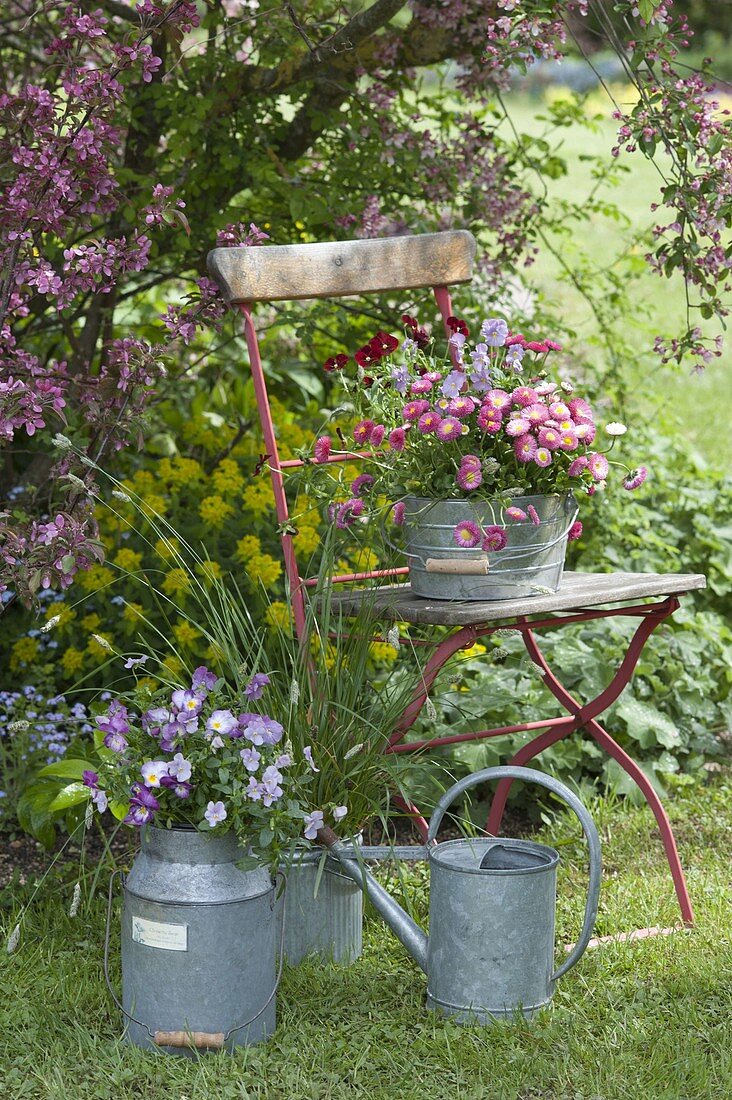 Bellis (Daisies), Viola cornuta (horned violet) and grass