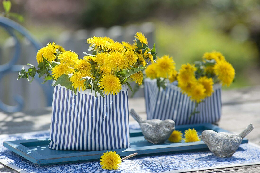 Small bouquet of taraxacum (dandelion)