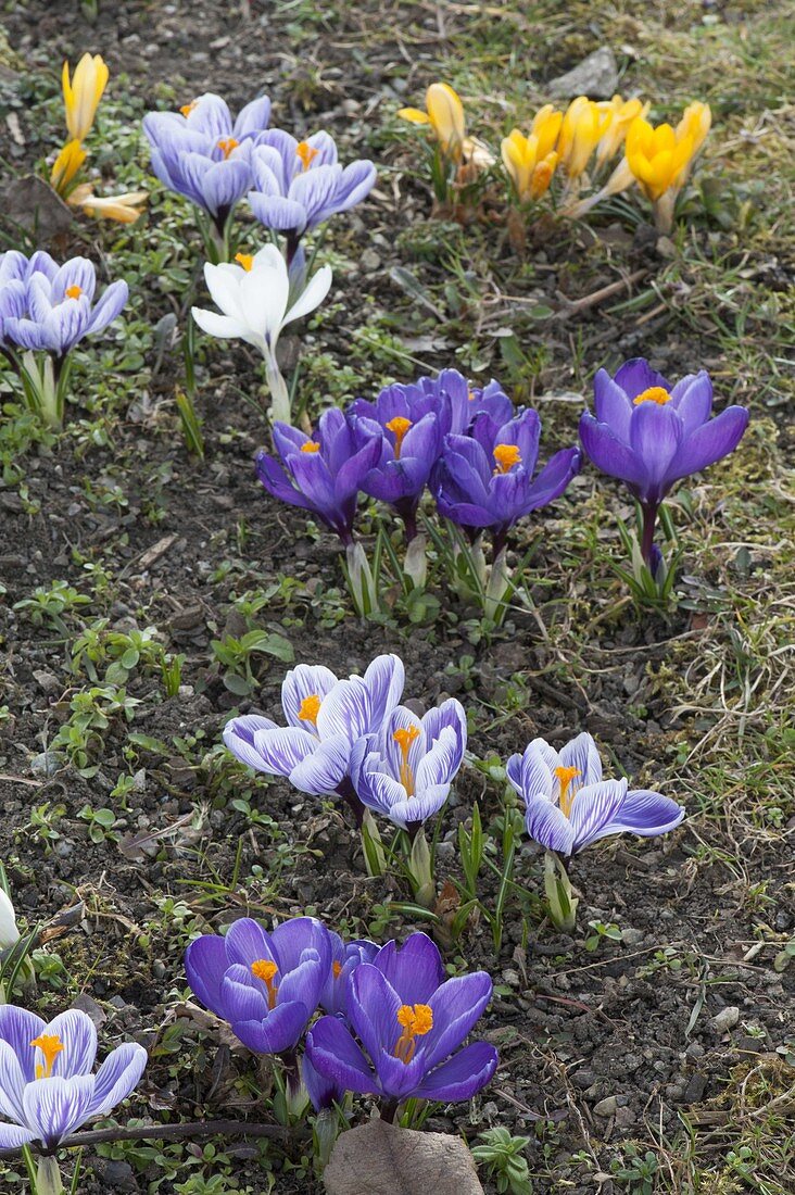 Crocus vernus as spring messenger