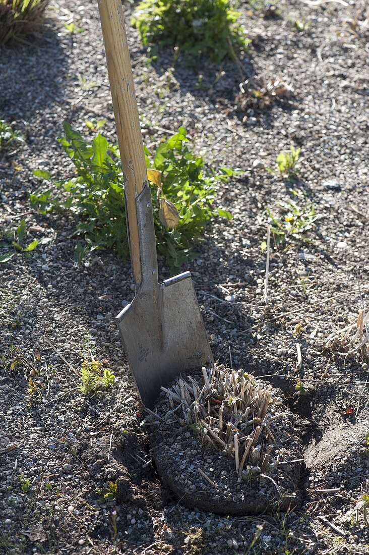 Digging up and dividing autumn anemone in spring