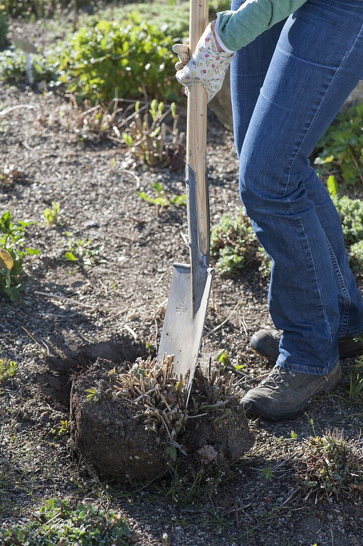 Herbstanemone im Frühling ausgraben und teilen