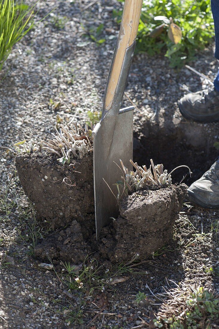 Digging up and dividing autumn anemone in spring