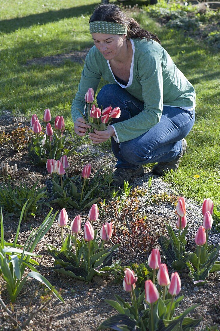 Frau pflückt Tulipa 'The First' (Tulpen) für Strauss