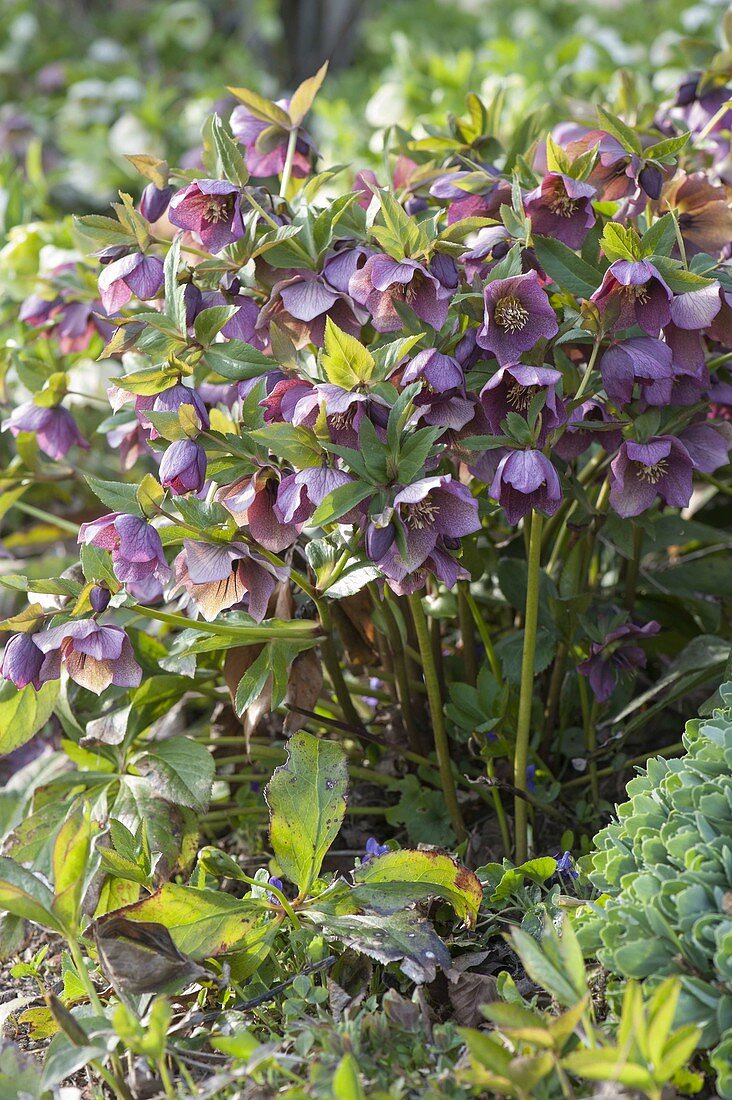 Helleborus orientalis (lenten hellebore, Oriental hellebore)