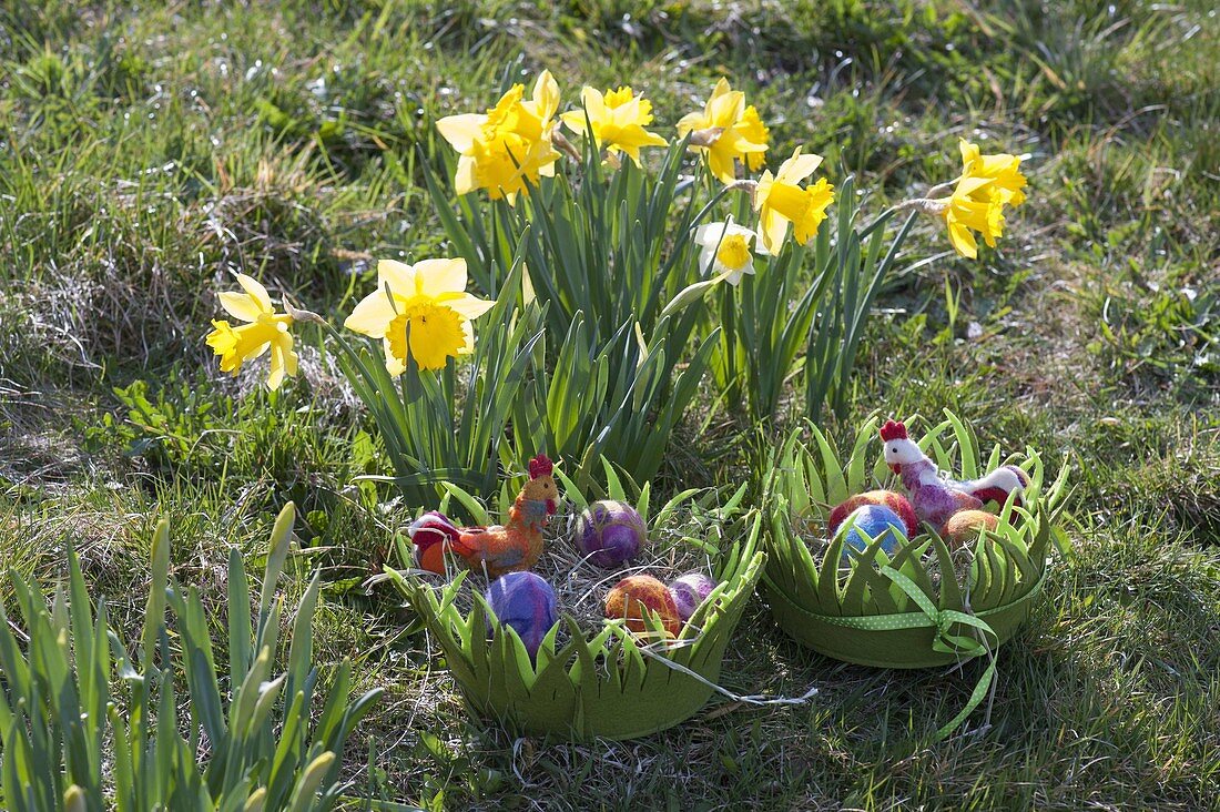 Easter nest of green felt next to Narcissus (Daffodil)