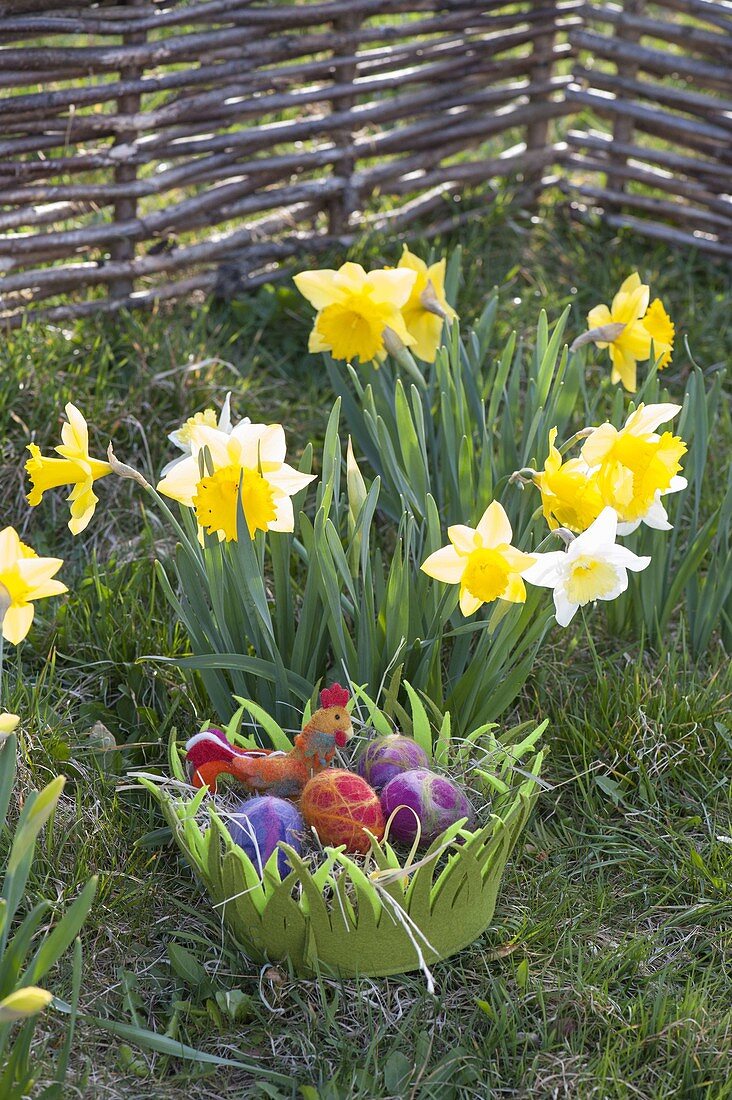 Easter basket of green felt next to Narcissus (Narcissus)