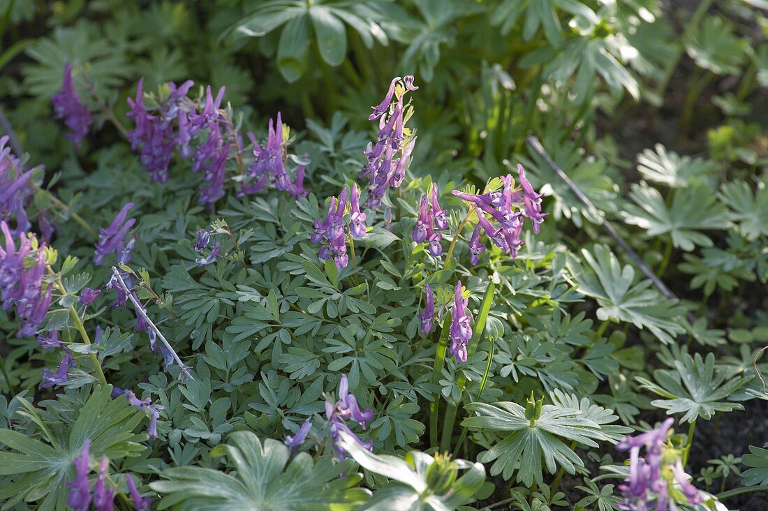 Corydalis solida (Feathered Larkspur)