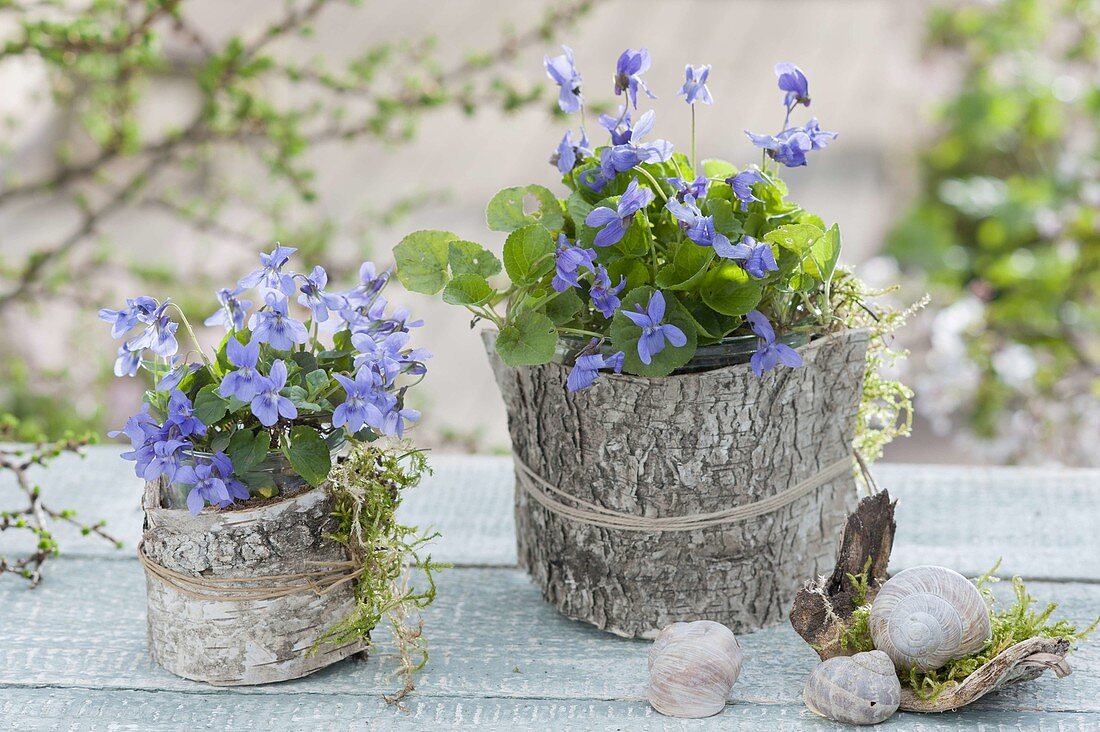 Viola odorata packed in glasses, with birch bark