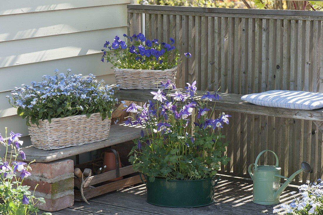 Wicker boxes with Myosotis 'Myomark', Viola cornuta