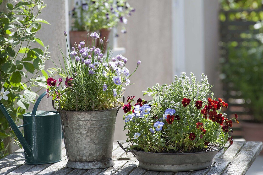 Zink pot and bowl with Viola cornuta, chives