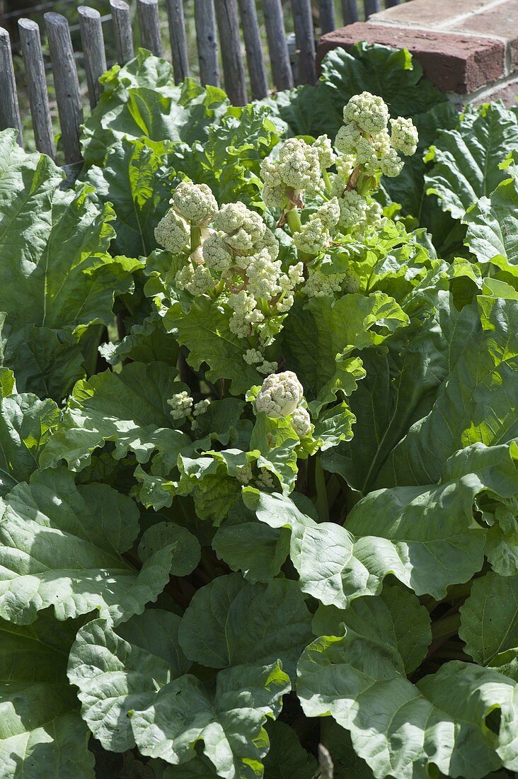 Rhabarber (Rheum rhabarbarum) beginnt zu blühen