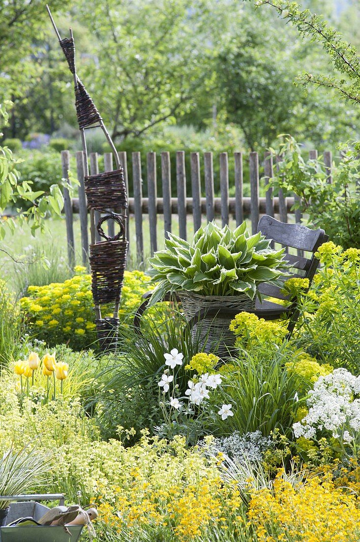 Yellow bed with Erysimum 'dwarf' (carpet gold lacquer), Euphorbia