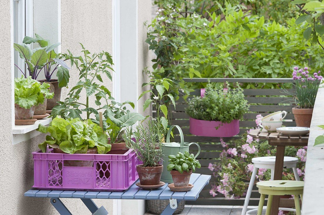 Kleiner Gemüsegarten auf dem Balkon