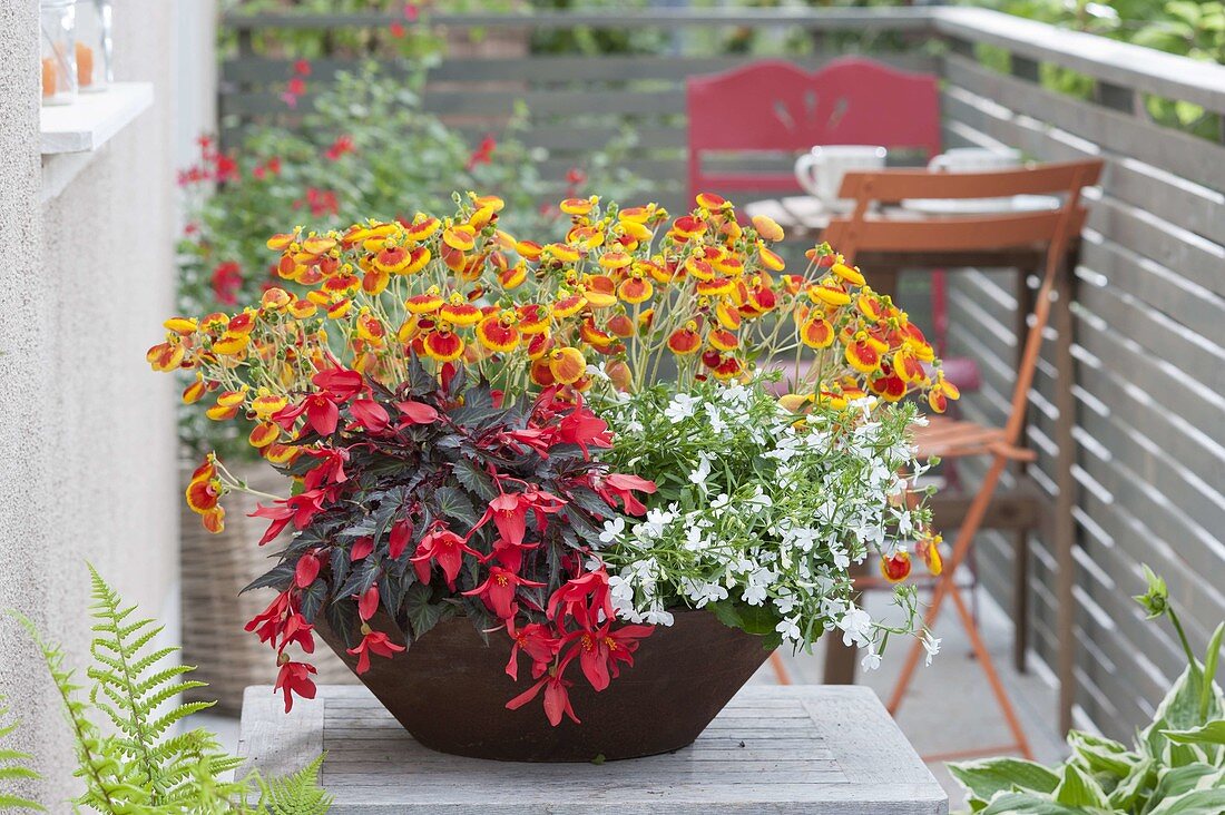 Schale mit Calceolaria (Pantoffelblume), Begonia 'Dark Elegance'