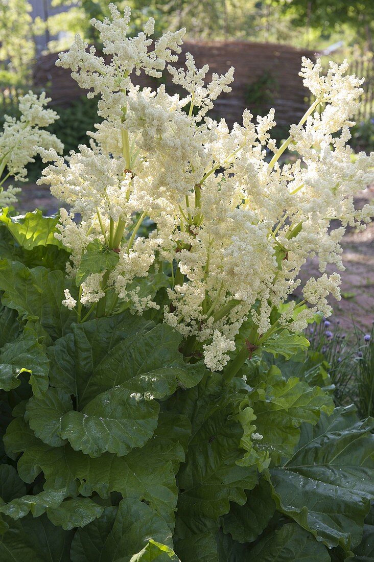 Rhubarb (pieplant) in bloom