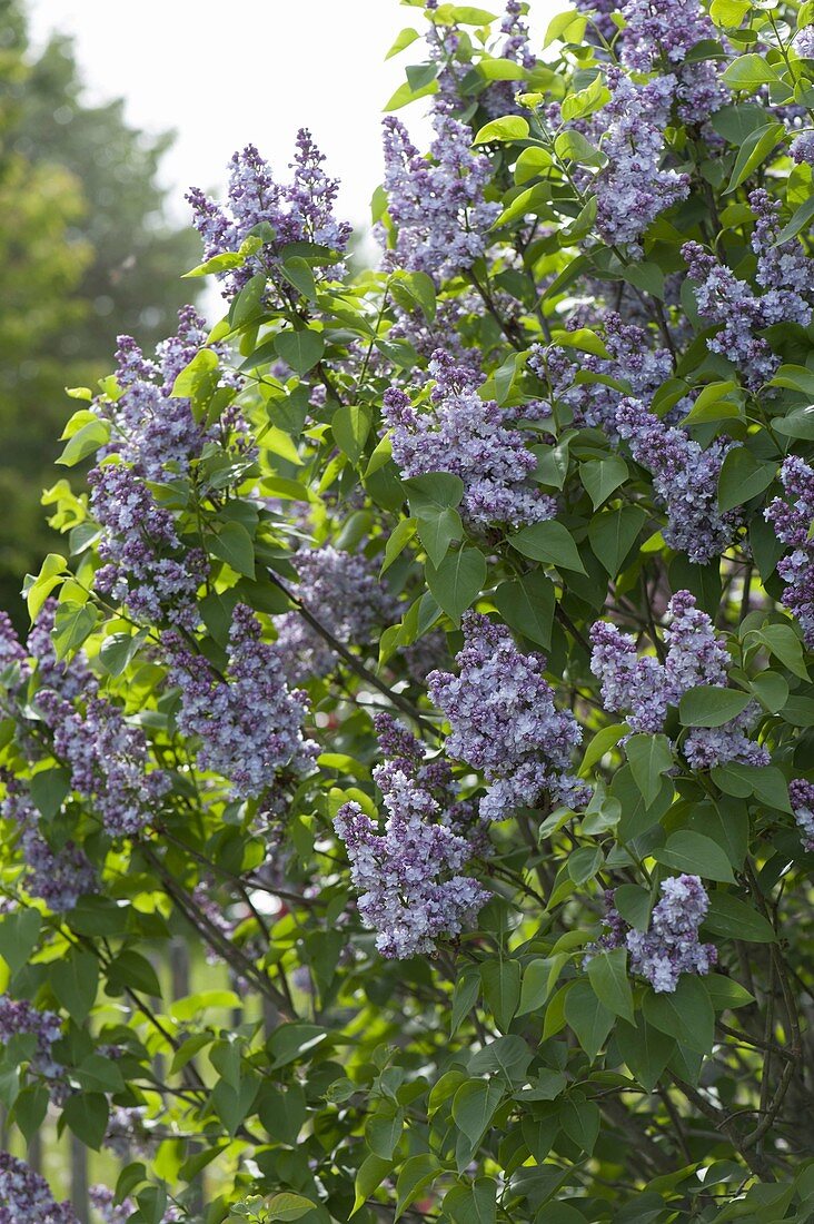 Syringa vulgaris 'Katharine Havemeyer' (lilac)