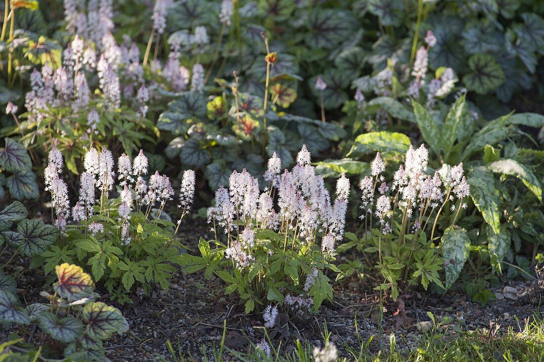 Tiarella cordifolia (foam flower) in the bed