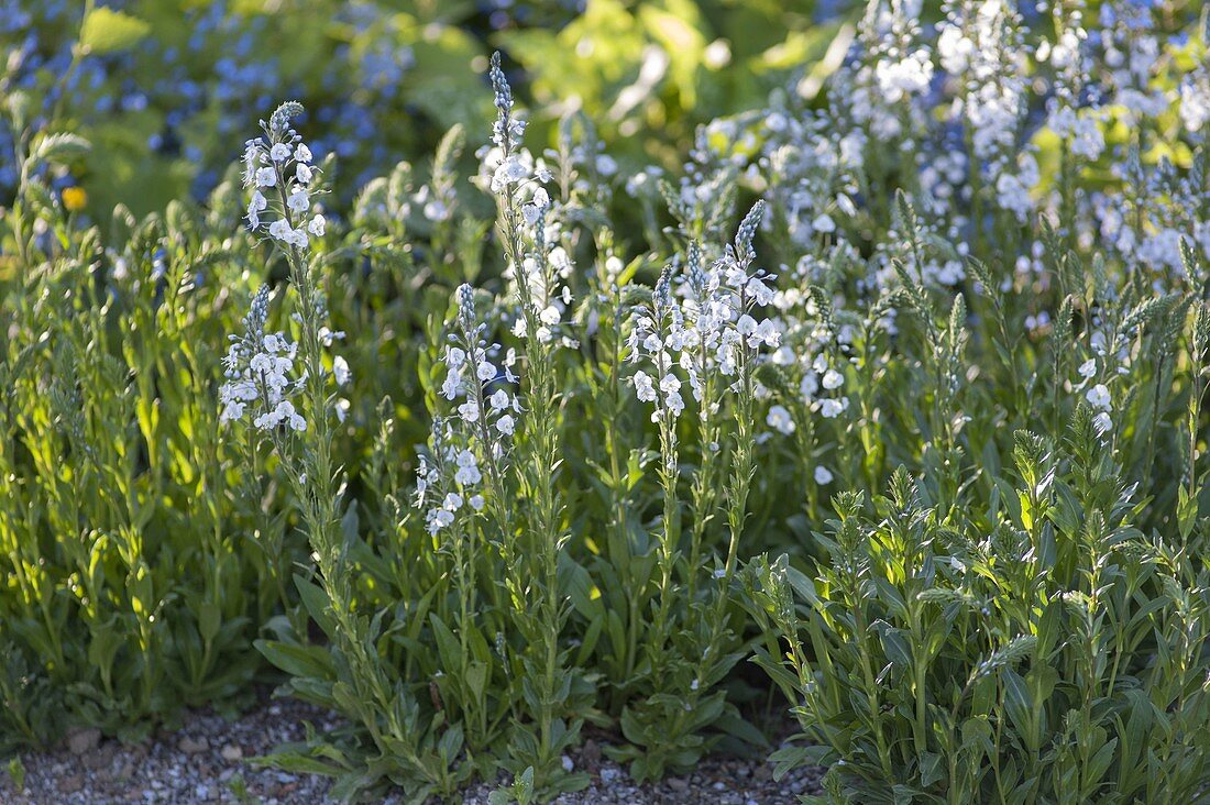 Veronica gentianoides 'Maihimmel' - Enzian-Ehrenpreis