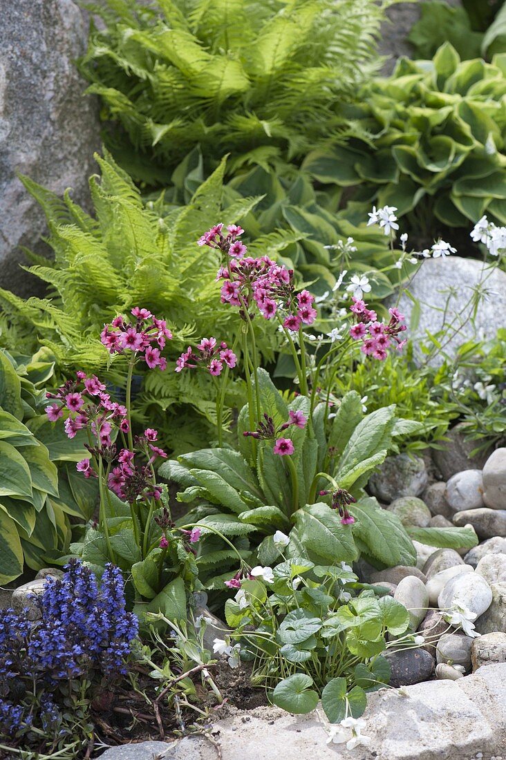 Front yard with perennials and natural stones