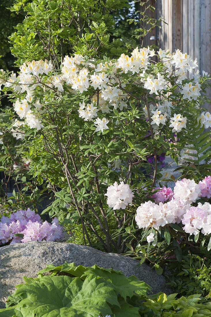 Rhododendron luteum 'Daviesii' (Gartenazalee), duftende Azalee