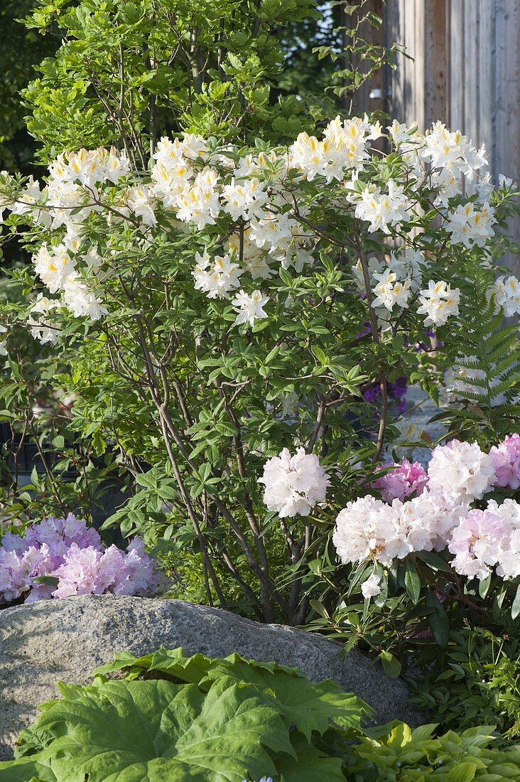 Rhododendron luteum 'Daviesii' (garden azalea, fragrant azalea)