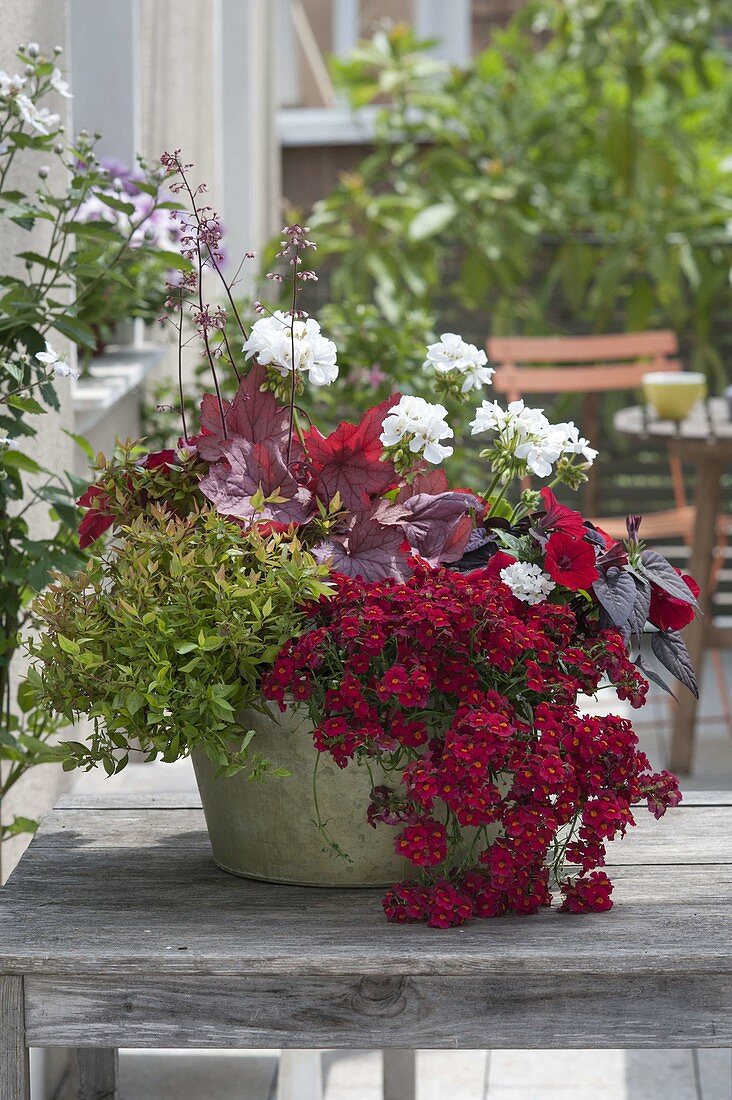 Nemesia Sunsatia Plus 'Strawberry', Abelia 'Kaleidoscope'