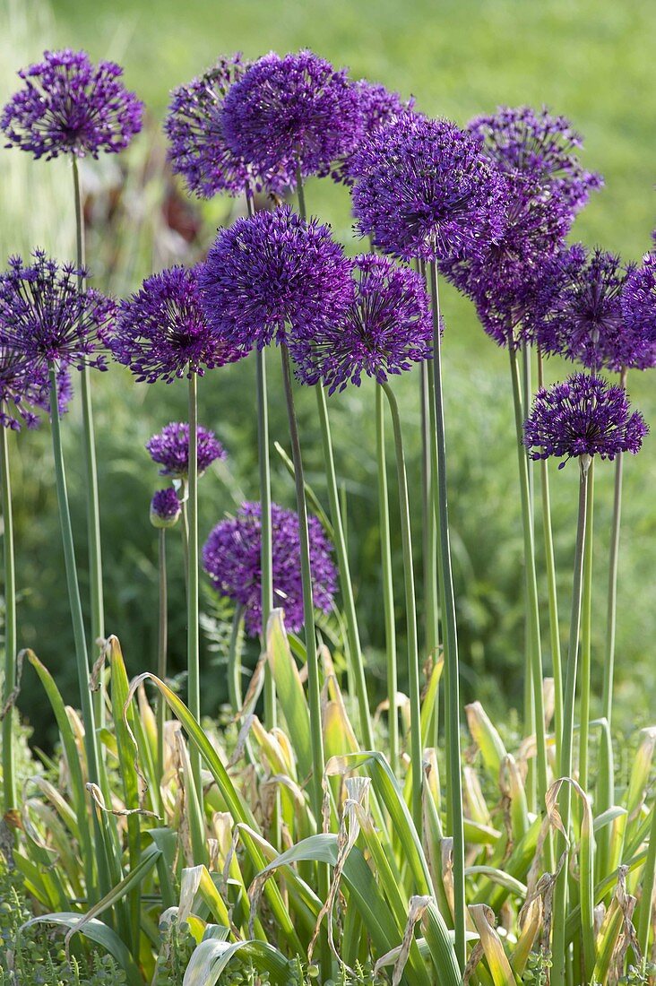 Allium aflatunense 'Purple Sensation'