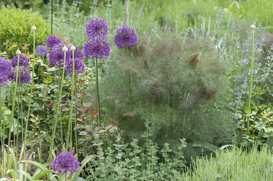 Allium aflatunense 'Purple Sensation', bronze fennel