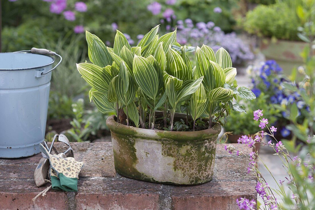 Convallaria majalis 'Striata' syn. albolineata