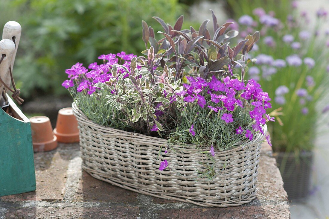 Duftender Korb mit Dianthus gratianopolitanus 'Eydangeri' (Pfingst-Nelken)