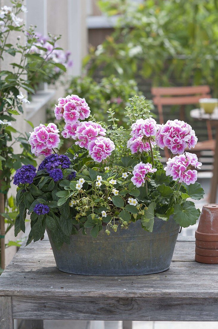 Pelargonium zonal 'Moonlight Katy', Heliotropium