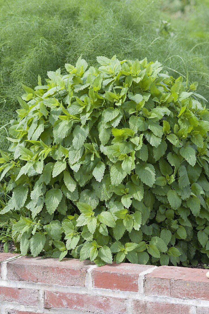 Zitronenmelisse (Melissa officinalis) mit Fenchel