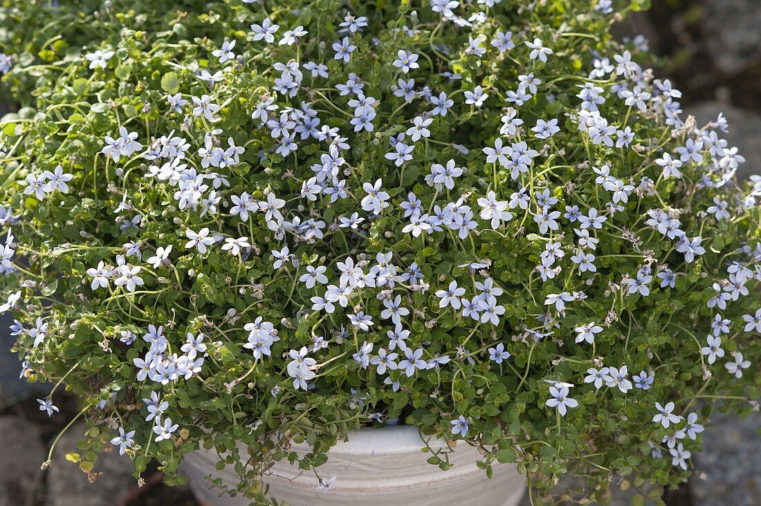 Isotoma fluviatilis (Porzellanblümchen, Gaudich)