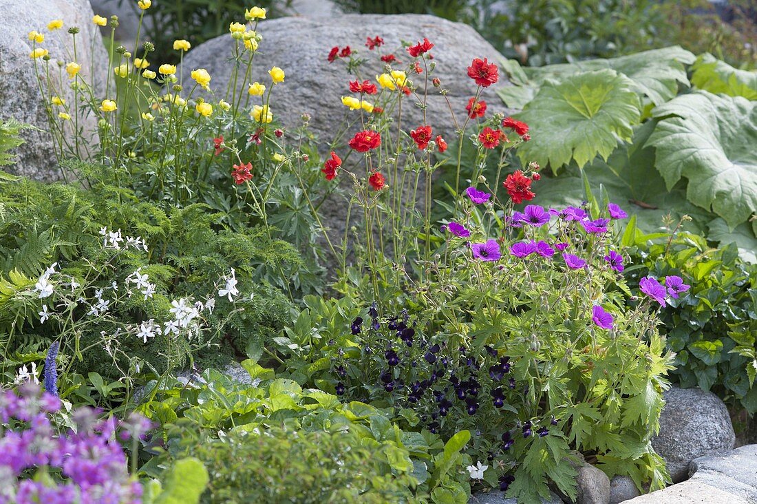 Colorful early summer bed, Geranium psilostemon