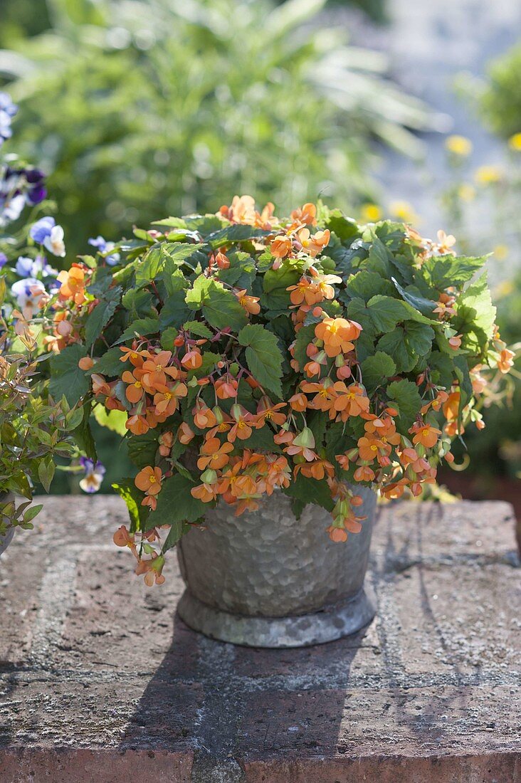 Begonia sutherlandii 'Papaya' (Hanging Begonia) in the Zinc pot