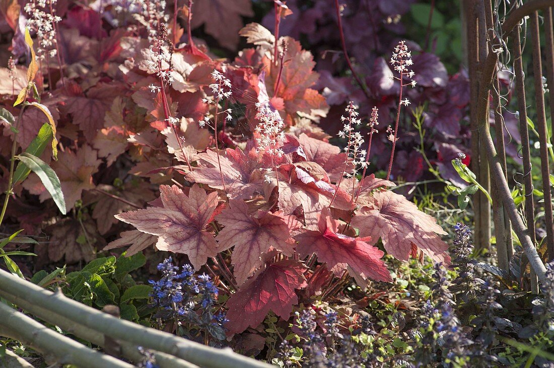 Heucherella 'Sweet Tea' (purple bell) behind bed border