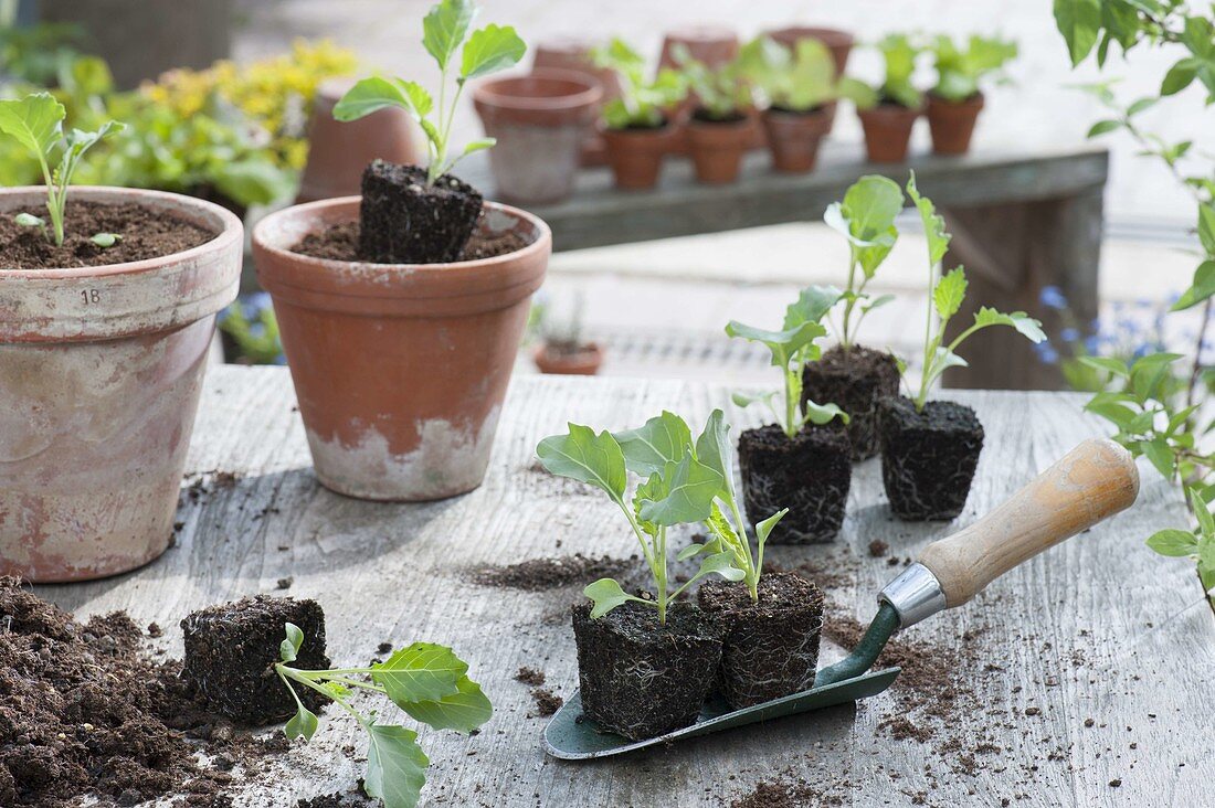 Kohlrabi young plants (Brassica) with bales