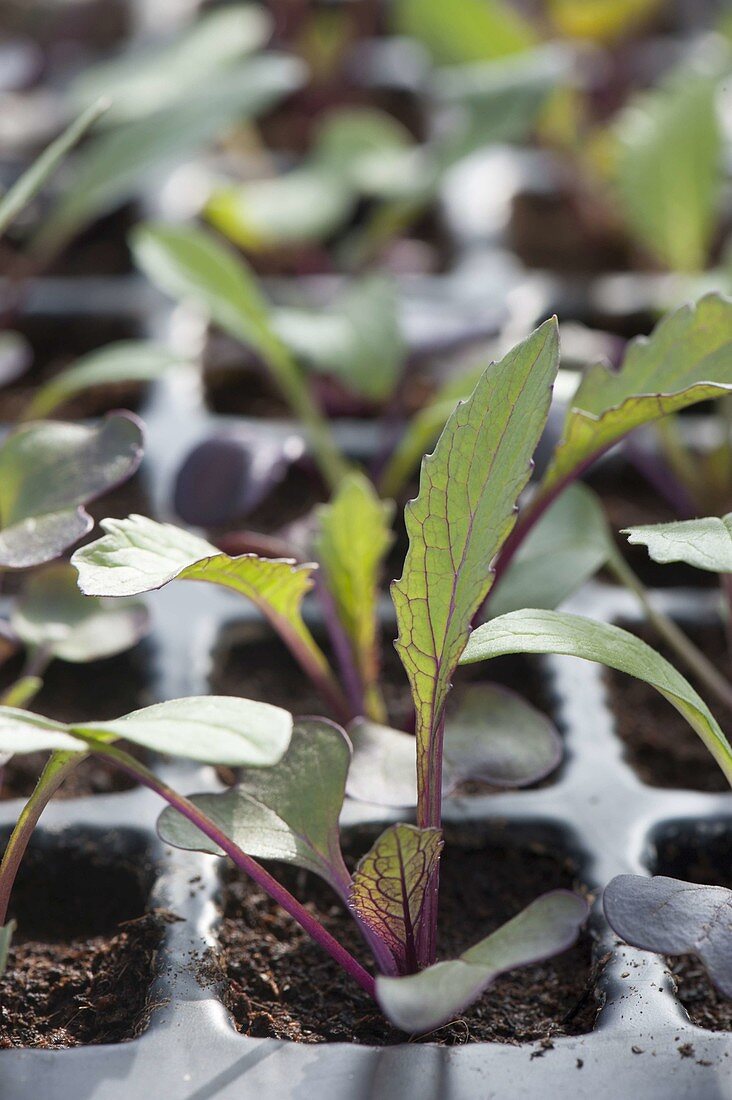 Young radish 'Sango' (Raphanus) plants in sowing plate