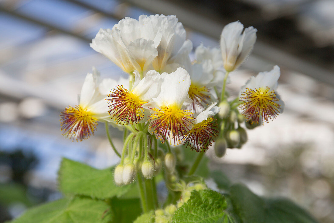 Sparmannia africana (Cape Lime)