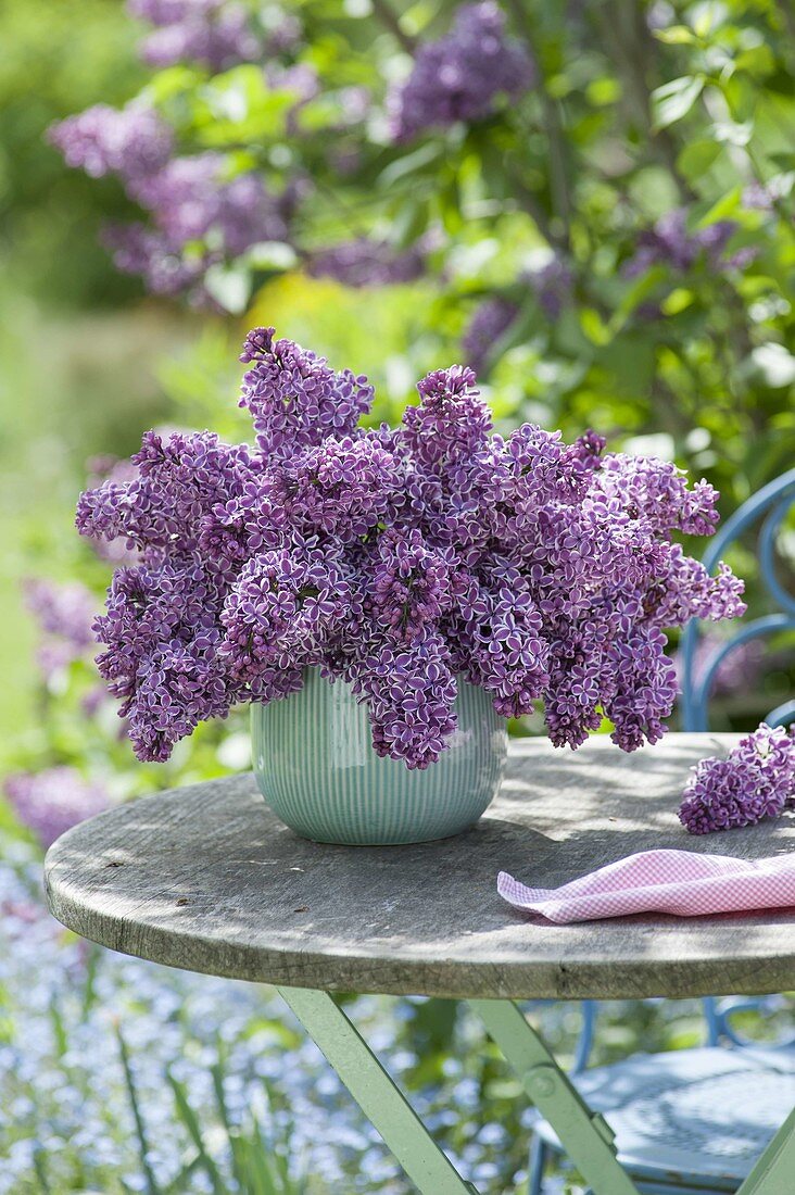 Üppiger Strauss aus Syringa vulgaris 'Sensation' (Flieder) in tuerkiser Vase