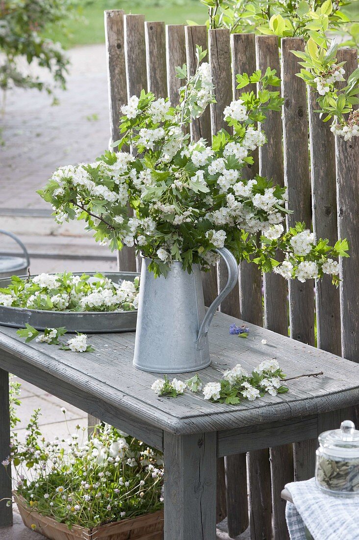 Bouquet of hawthorn branches in zinc can