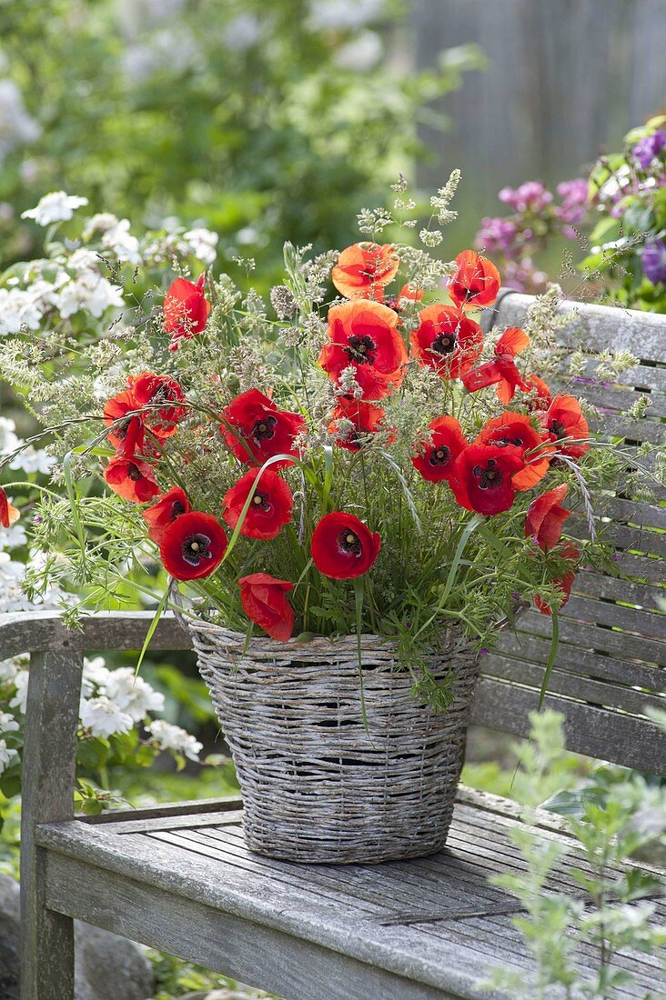 Rural bouquet with Papaver rhoeas (poppies) and grasses