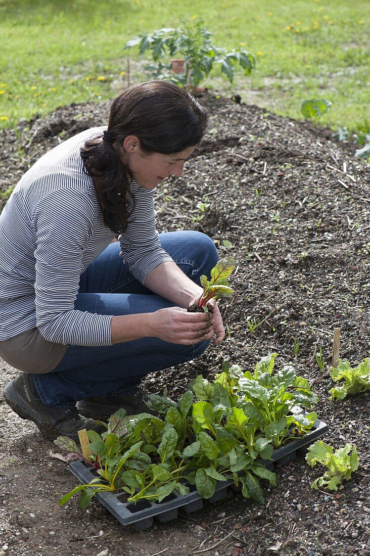 Create and plant the hillside