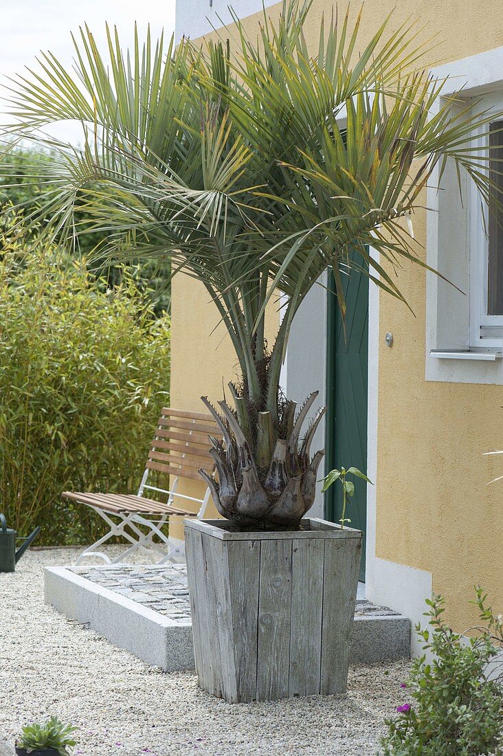 Butia capitata (jelly palm) in wooden bucket beside house entrance