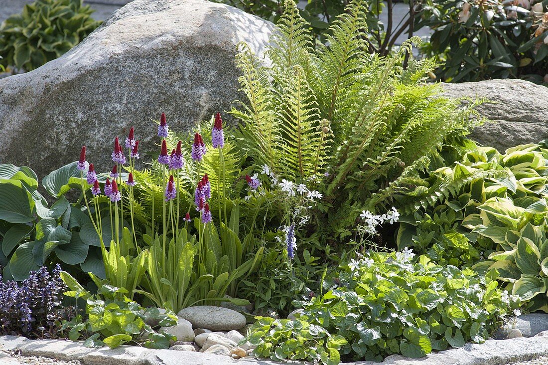 Primula vialii - Orchideen-Primel